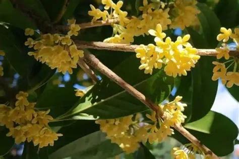 桂花風水五行|桂花树的风水象征与寓意（桂花树带来财运和吉祥的风。